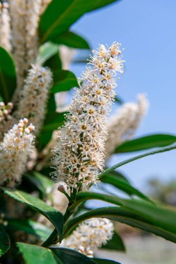Çiçekli bahar çalısı. Yapraklı ağaç dalı