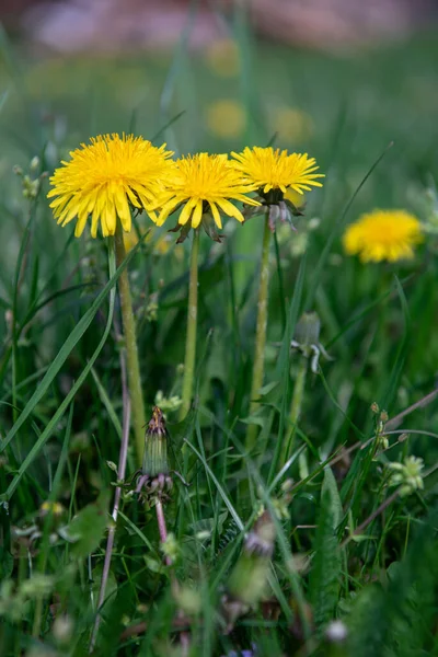 Denti Leone Nell Erba Fioritura Primavera Denti Leone Gialli Primavera — Foto Stock