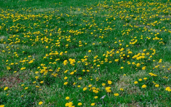 Весной Цветущие Одуванчики Поле Одуванчиков Солнечный День — стоковое фото