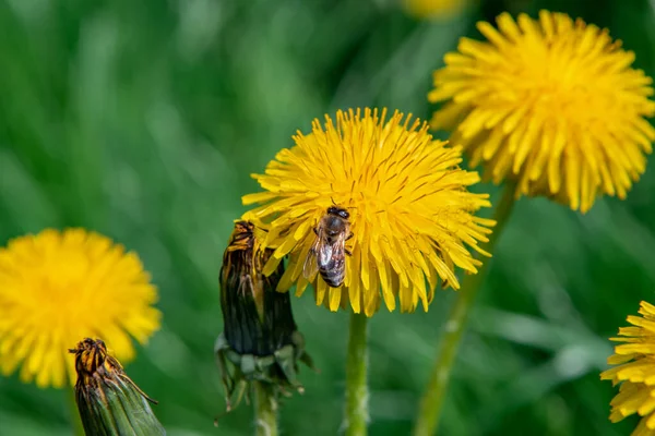 Dentes Leão Relva Floração Primavera Dente Leão Amarelo Primavera Foco — Fotografia de Stock