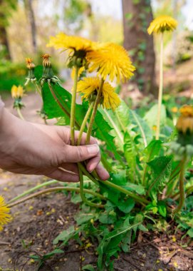 Çiçekli karahindibalar. Yaban çiçekleri kopar. Çiçek toplayın. El yapımı karahindiba. Yakın plan. El ele tutuşan karahindiba
