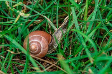 a garden snail after rain on a wooden bench to ivy leaves background