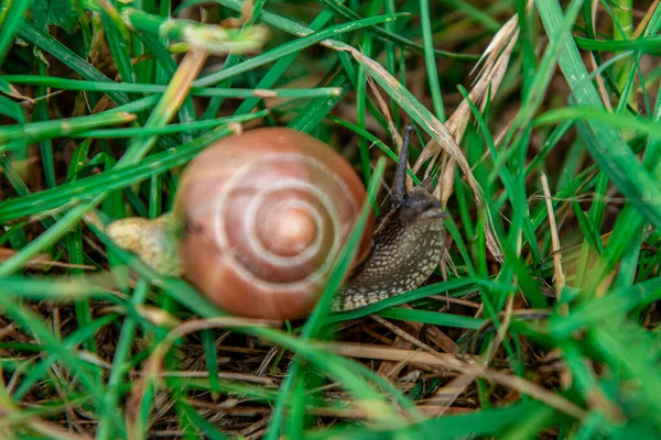 Snail Foliage Close Snail Crawls Grass Beautiful Snail — Stock Fotó