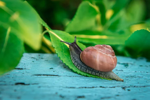 Snail Foliage Close Snail Crawls Grass Beautiful Snail — Stock Photo, Image