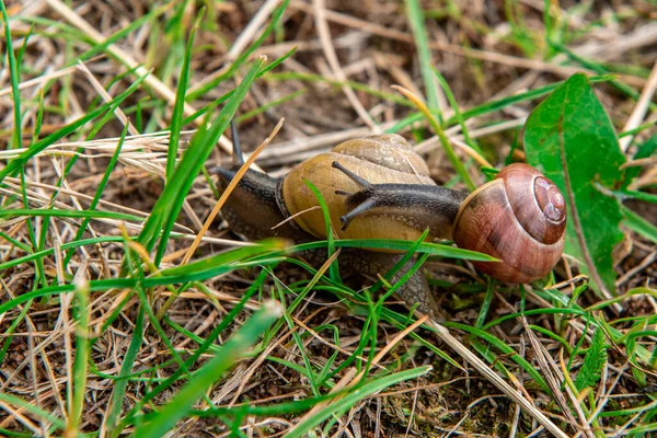 Caracoles Arrastrándose Por Hierba Primer Plano Disparado Enfoque Selectivo Caracol —  Fotos de Stock