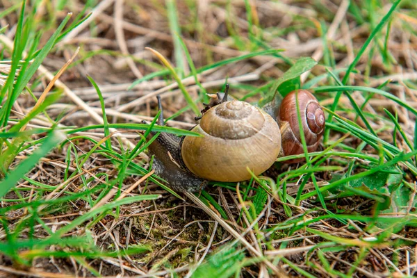 Snails Crawling Grass Closeup Shot Selective Focus Small Snail Family — Stock Photo, Image