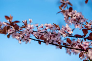 Mavi gökyüzüne karşı çiçek açan ağaç dalı. Bahar.