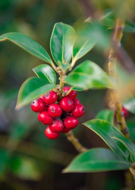 red berries growing in the garden, close up