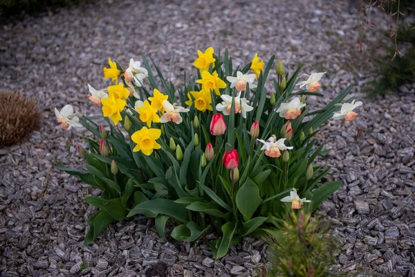 Flower Bed Daffodils Tulips Spring Flowers — Stockfoto