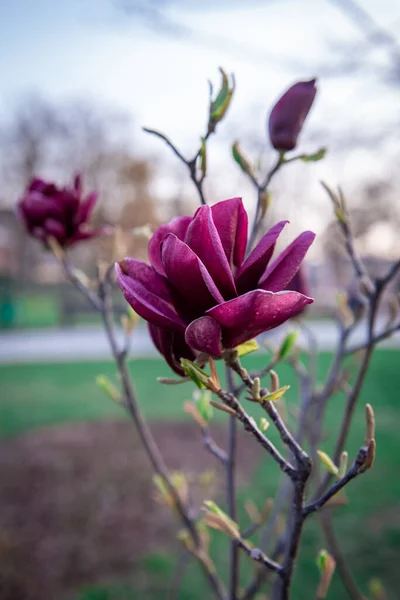 Wallpaper Close Purple Magnolia Magnolia Blossom City Spring Floral Background — Stock Photo, Image