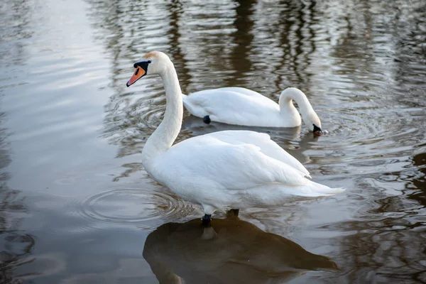 Mute Swans Vacation View Pond White Swans — Zdjęcie stockowe