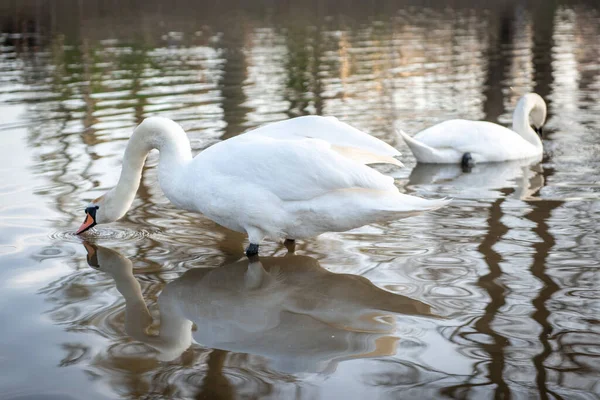 Mute Swans Vacation View Pond White Swans — Zdjęcie stockowe