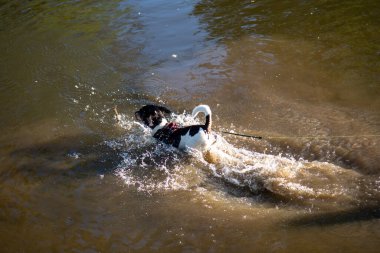 Köpek suda oyun oynuyor. Köpek bir sopa için suya atlar.