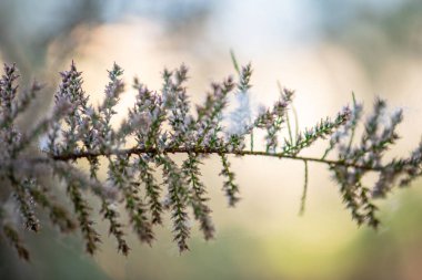 Bulanık arkaplanda çiçeklerin güzel bir botanik çekimi.