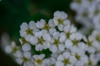 Spirea beyaz çiçeklerle dallarla çiçek açtı. Seçici odaklanma, makro