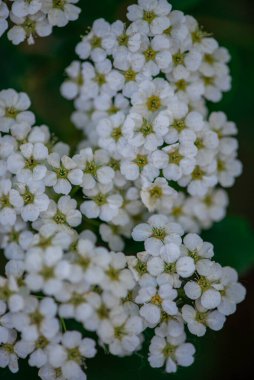 Spirea beyaz çiçeklerle dallarla çiçek açtı. Seçici odaklanma, makro
