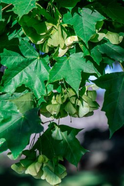 İlkbaharda tohumlu akçaağaç dalı, doğa arka planı.
