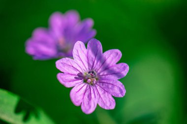 Güzel çiçek. Yaklaş, makro.