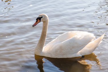 Gölde beyaz kuğu. Yakın plan..