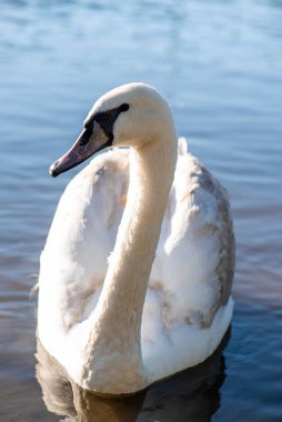 Gölde beyaz kuğu. Yakın plan..