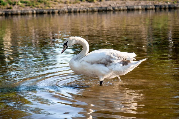 Cisne Branco Lago Close — Fotografia de Stock