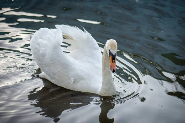 Swan Pond — Stock Photo, Image