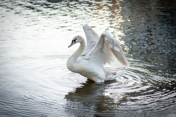 Swan Spreads Its Wings Swan Pond — Stock Photo, Image