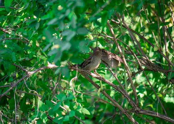 참새가 나뭇가지에 있습니다 새끼를 먹이로 — 스톡 사진