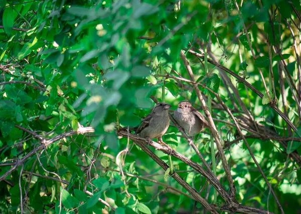 Une Paire Moineaux Sont Assis Sur Les Branches Moineau Femelle — Photo