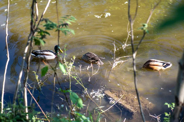 Les Canards Nagent Sur Fond Eau Calme Dans Étang Parc — Photo