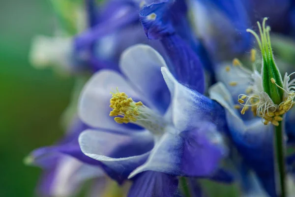 Flor Azul Foco Suave Macro Primer Plano — Foto de Stock