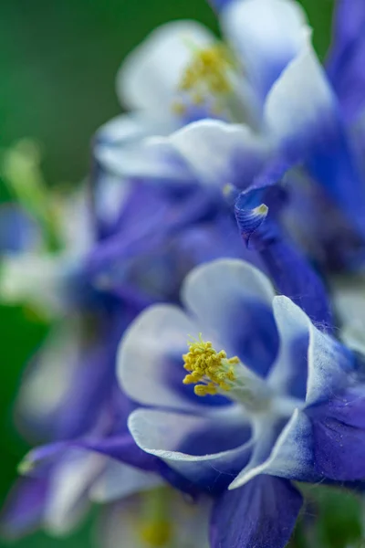 Flor Azul Foco Suave Macro Primer Plano — Foto de Stock