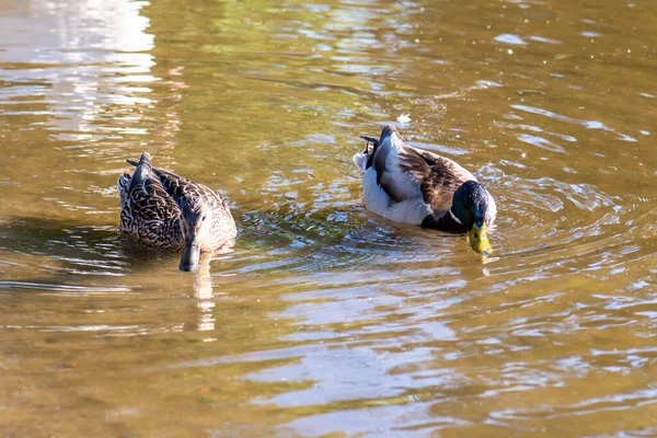 在温暖的天气里 鸭子在公园池塘平静的水面上游泳 — 图库照片