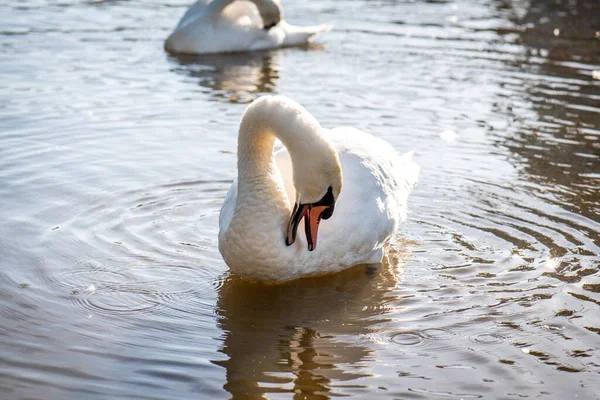 Cisne Branco Lago Cisne Limpa Penas — Fotografia de Stock