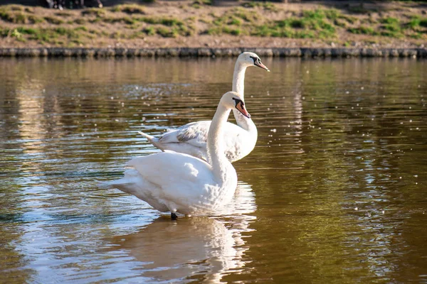 Vista Lagoa Com Dois Cisnes Brancos — Fotografia de Stock