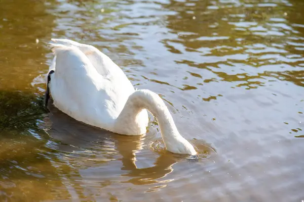 White Swan Lake Swan Looking Food Wold Close — Stock Photo, Image