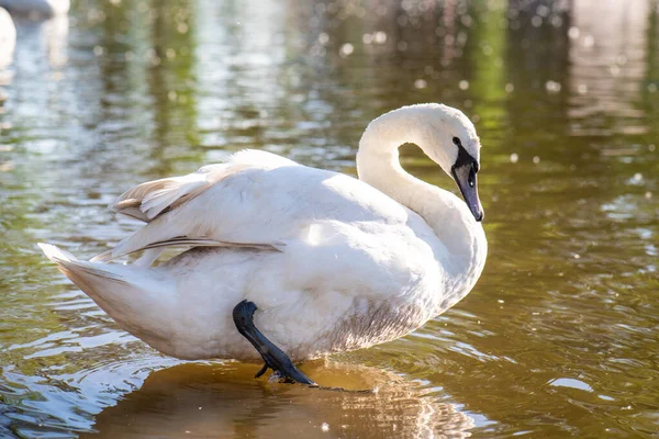 White Swan Lake Close — Stock Photo, Image