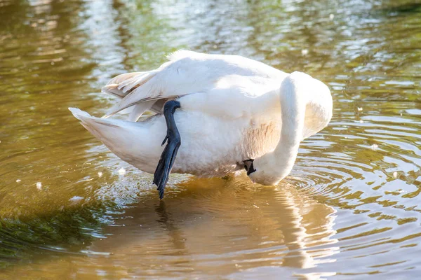 White Swan Lake Swan Cleans Feathers — Stock Photo, Image