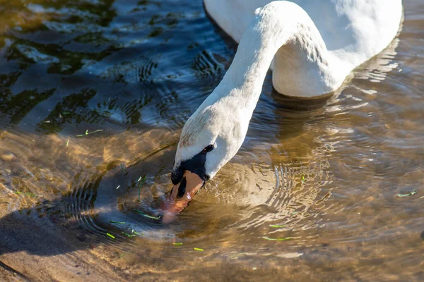 White Swan Lake Swan Looking Food Wold Close — Stock Photo, Image