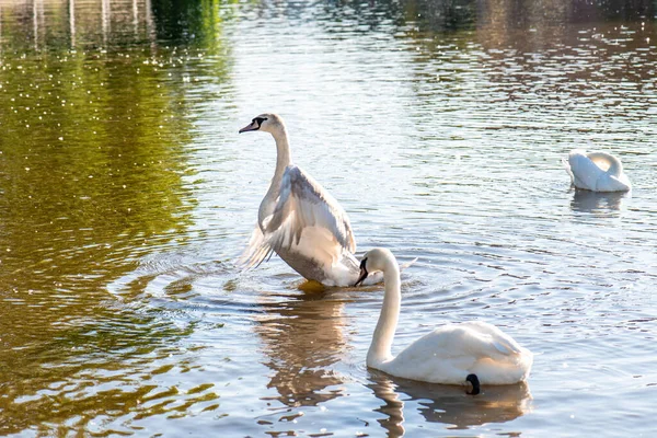 Swan Spreads Its Wings Swan Pond — Stock Photo, Image