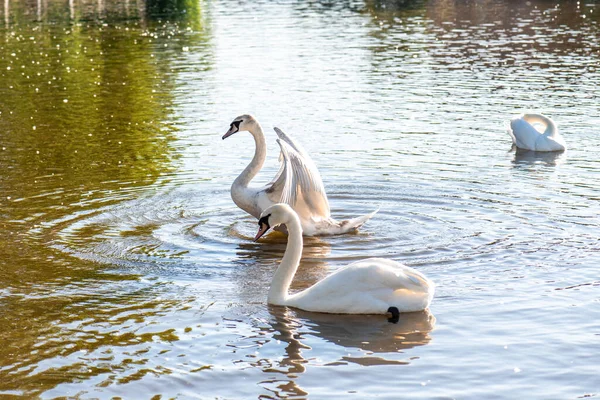 Blick Auf Den Teich Mit Zwei Weißen Schwänen — Stockfoto