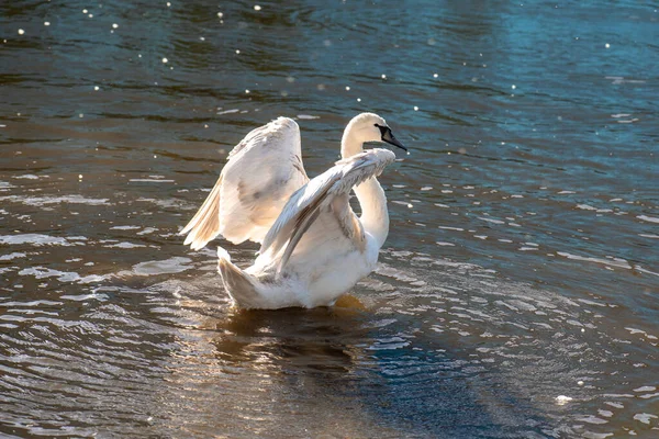 Swan Spreads Its Wings Swan Pond — Stock Photo, Image