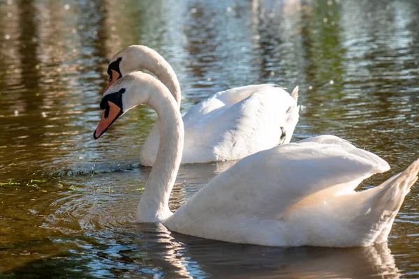 Vista Lagoa Com Dois Cisnes Brancos — Fotografia de Stock