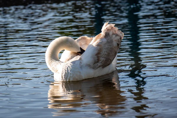 White Swan Lake Swan Cleans Feathers — Stock Photo, Image