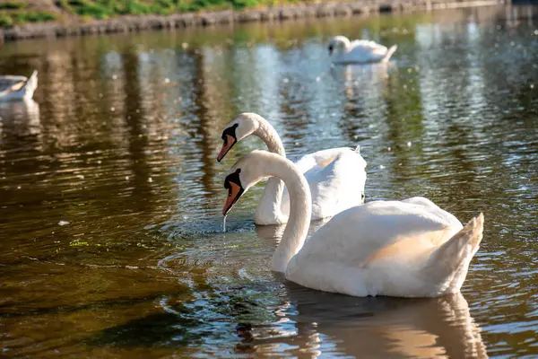 Vista Lagoa Com Dois Cisnes Brancos — Fotografia de Stock