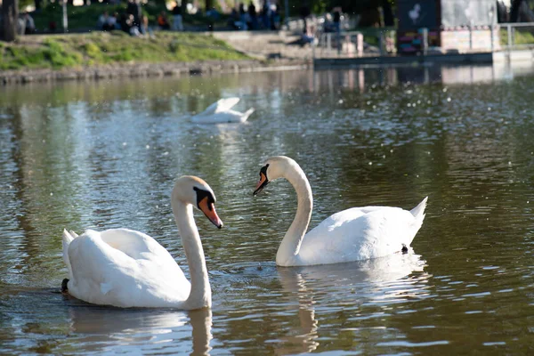 Vista Lagoa Com Dois Cisnes Brancos — Fotografia de Stock