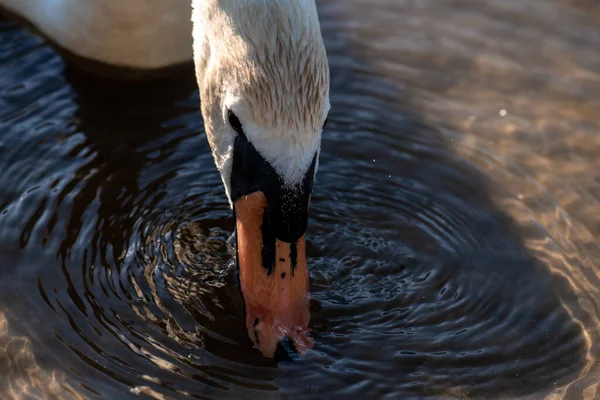 White Swan Lake Swan Looking Food Wold Close — Stock Photo, Image