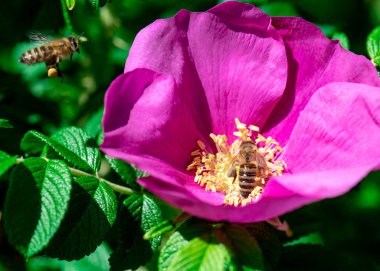 Arılar çiçekleri döller. Bahar. Çiçek üzerindeki bir arı. Çay gülü, tozlaşma, arı. Macro, seçici odaklanma. Yakın plan.
