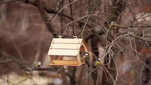 Stado ptaków cytmouse, Cyanistes caeruleus, przybywają późną jesienią i zimą, jedzą jedzenie z pięknego drewnianego karmnika wiszącego na drzewie. pomaganie przyrodzie, karmienie ptaków, obserwowanie zimujących ptaków — Wideo stockowe