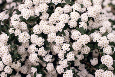 many beautiful large white flowers on the garden bush Spiraea vahouttei. landscape design, plants for home, wallpaper on a desktop. selective focus